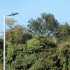 15W LED street light with DALI control, NEMA and Zhaga socket, mounted on 60-76mm spigot pole in a residential area under blue sky.